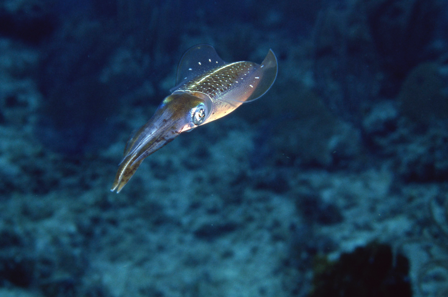 One of the cephalopods whose camouflage impresses Hanlon most is the Sepioteuthis sepioidea, which is found on Caribbean coral reefs. Photo courtesy of Roger Hanlon