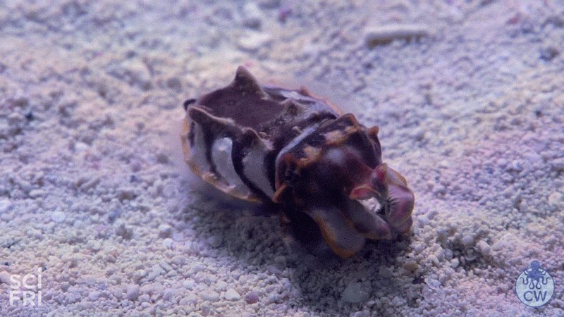 cuttle_camouflage