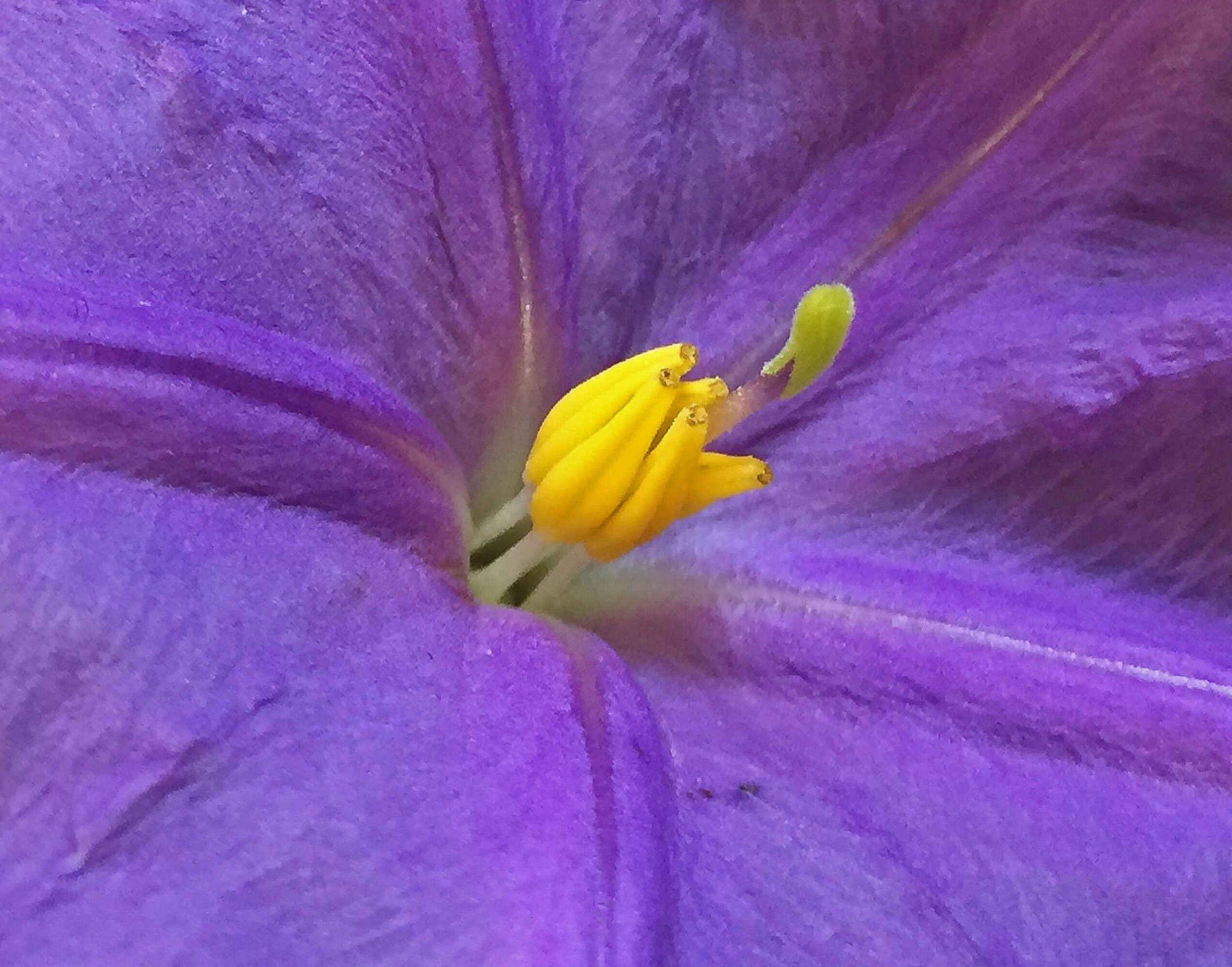 Close-up of Solanum ossicruentum female flower with anthers that produce non-functional pollen. Photo by Jason T. Cantley.