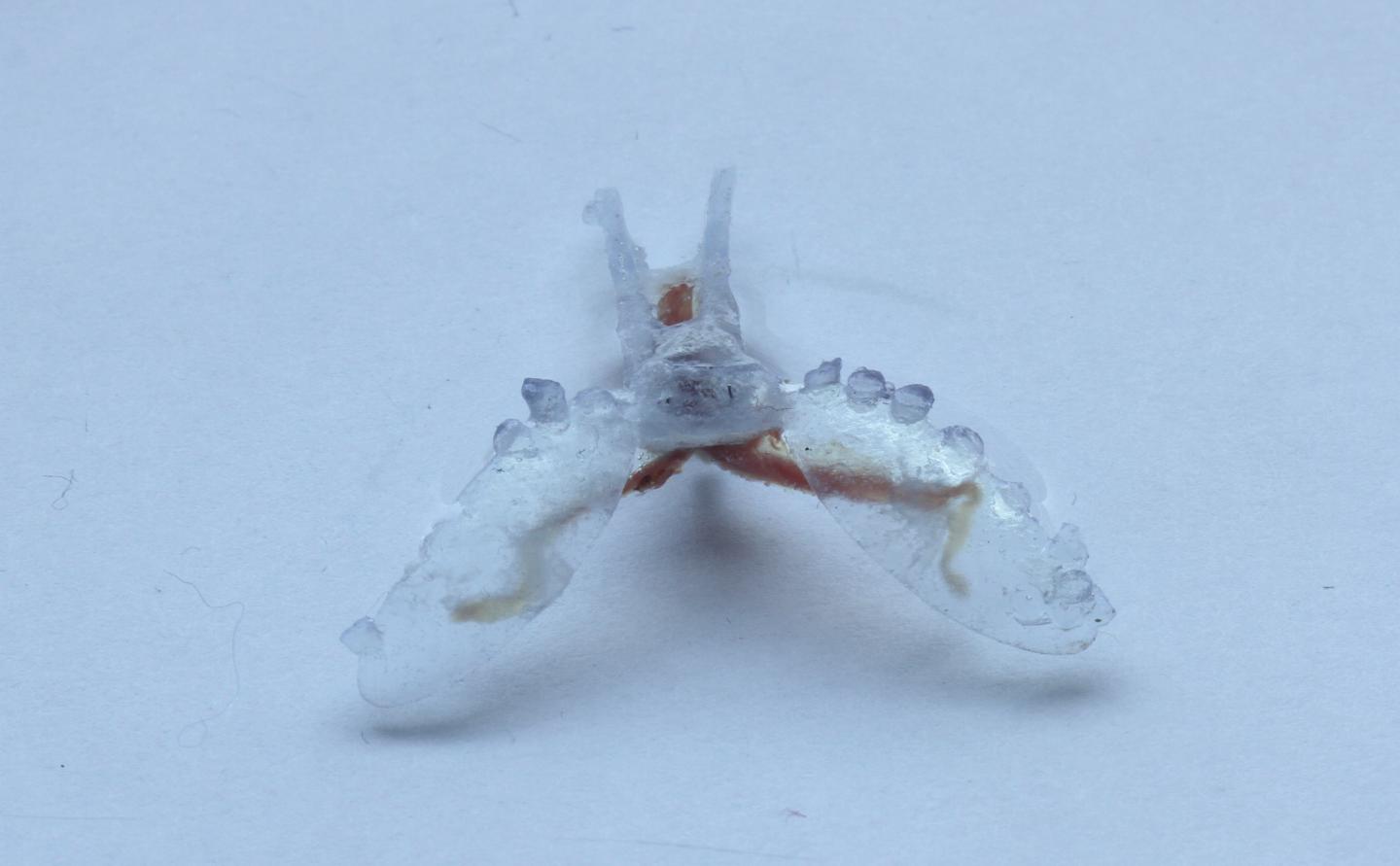 A sea slug’s buccal I2 muscle powers this biohybrid robot as it crawls like a sea turtle. The body and arms are made from a 3-D printed polymer. Credit: Victoria Webster