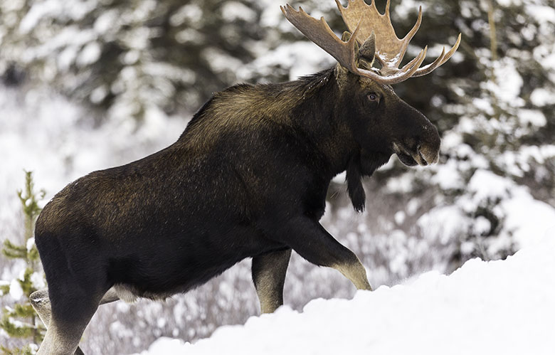 Bull Moose, from Shutterstock