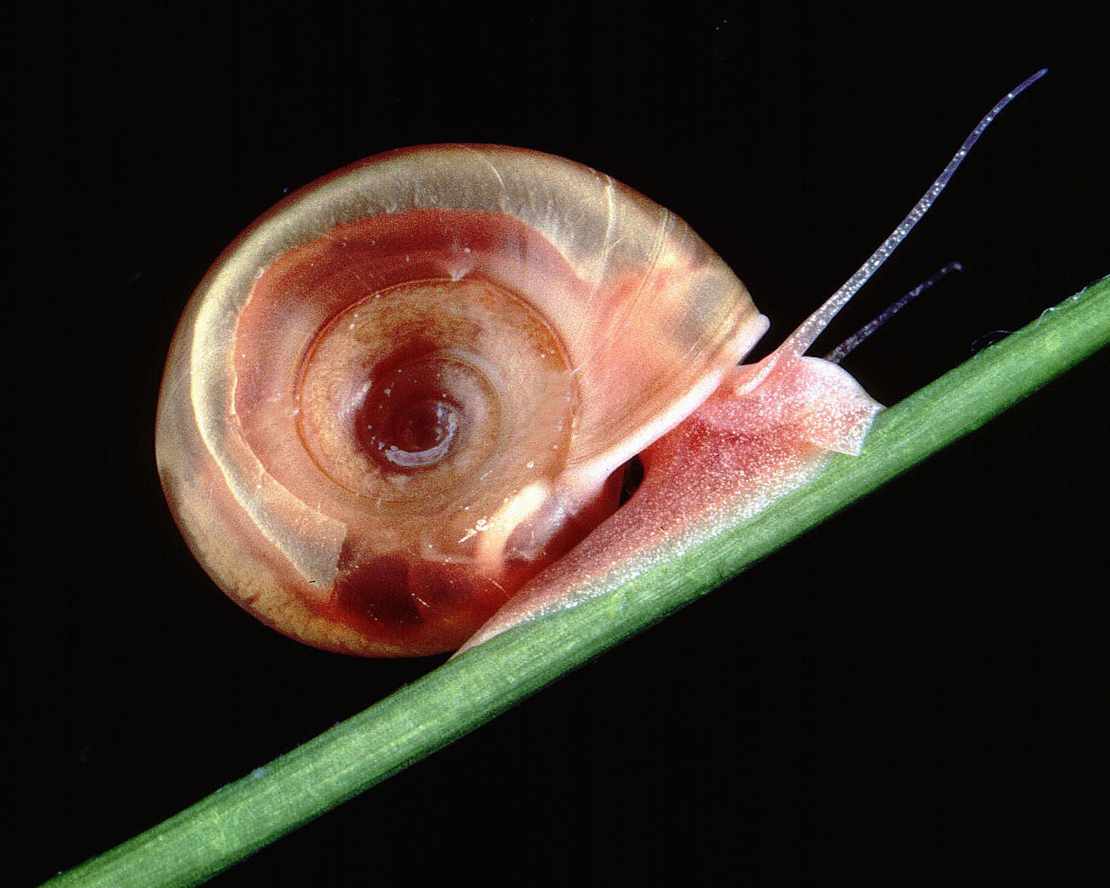 A freshwater snail. By Alan R Walker - Own work, CC BY-SA 3.0, https://commons.wikimedia.org/w/index.php?curid=19033790