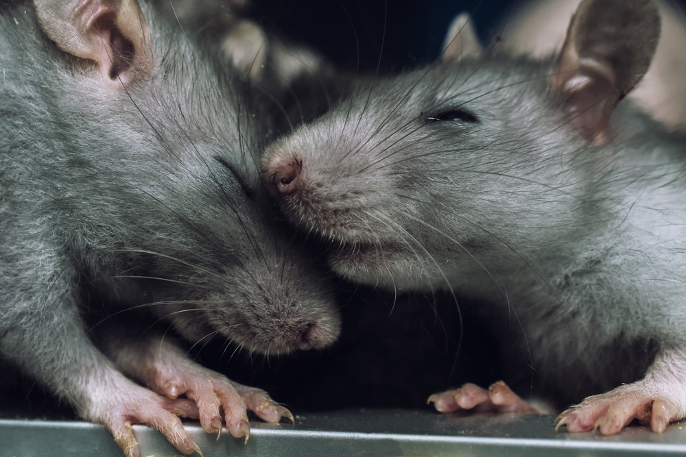 A pair of rats, from Shutterstock