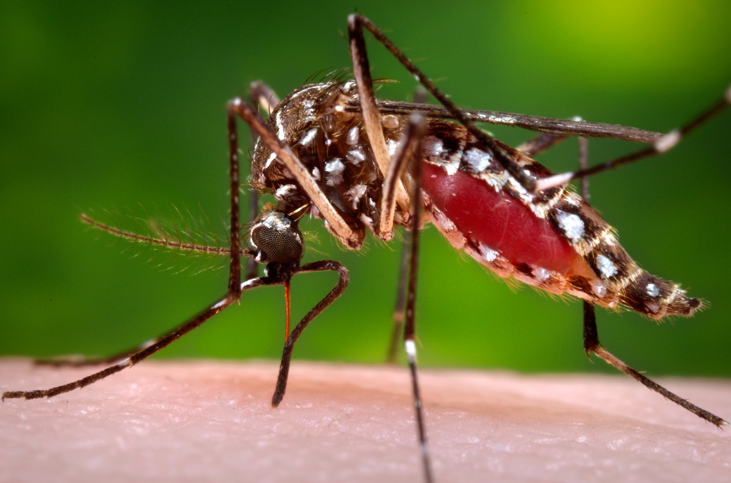 A female Aedes aegypti mosquito. Photo by James Gathany/CDC