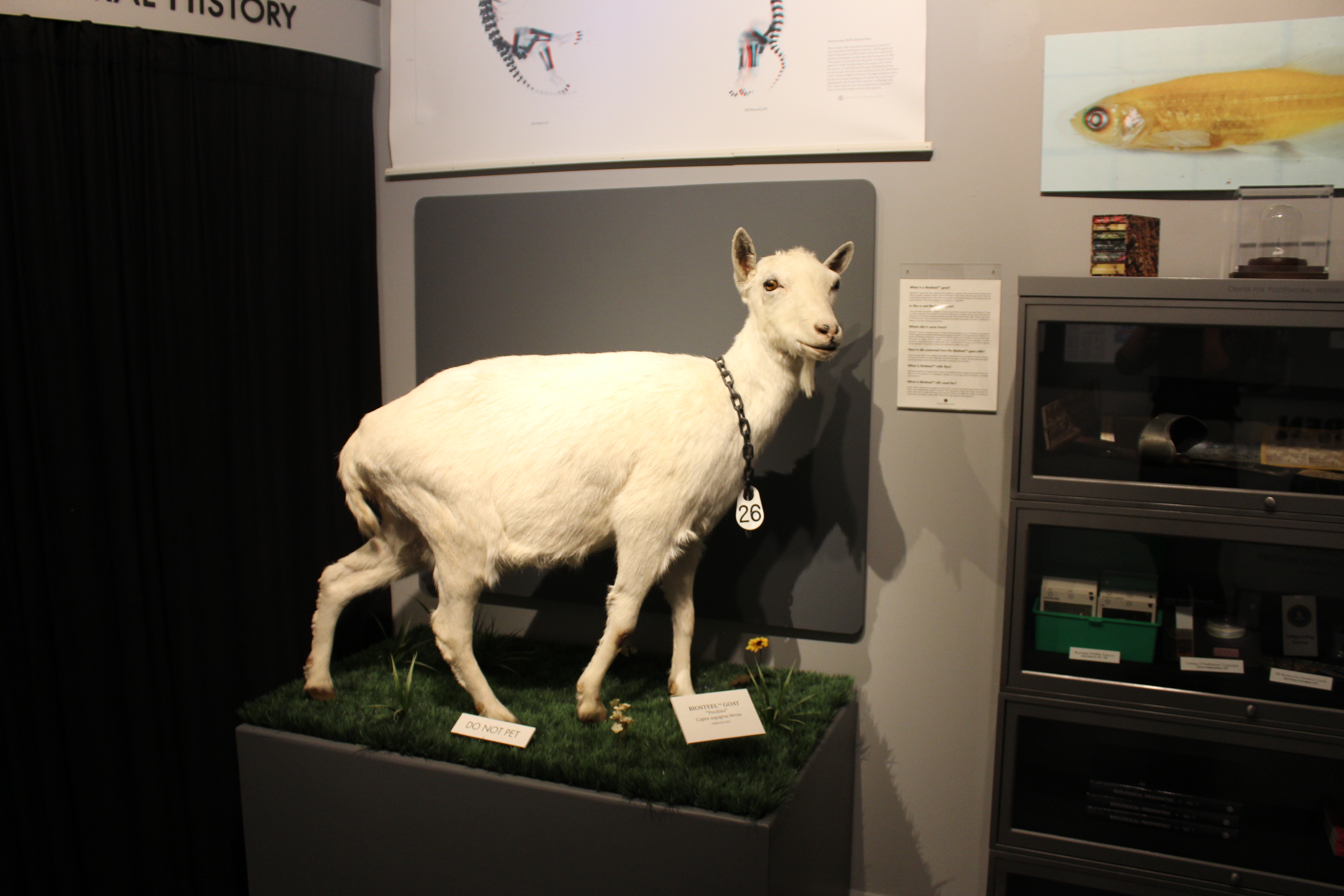 A taxidermy version of a spider goat at the Center for PostNatural History in Pittsburgh. Credit: Annie Minoff