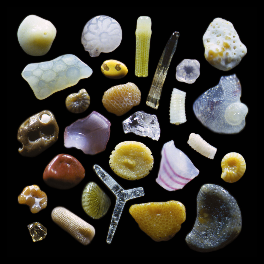 This intriguing array of grains of sand reflects the diversity of marine life in the ocean around Maui as well as the volcanic origin of the island. At the center is a tiny fragment of glass. Above this is a caramel colored fragment of a bryozoan, an aquatic animal that lives on coral reefs; two other bryozoan fragments are in the lower right. The three-pronged glassy spicule was once part of the internal skeletal support of a sponge. The chartreuse and tan rods are spines from different varieties of sea urchins. The rectangular fragment second from the top on the left-hand side is from a sea-urchin shell. Numerous forams, relatives of single-celled amoebae, are also pictured here: the chambered spiral on the top row, the yellowish disc near the center, and the shell-like brown and yellow spirals. The red and brown particles are polished fragments of volcanic rock. Magnified 125 times. Credit: Gary Greenberg/The Secrets of Sand 