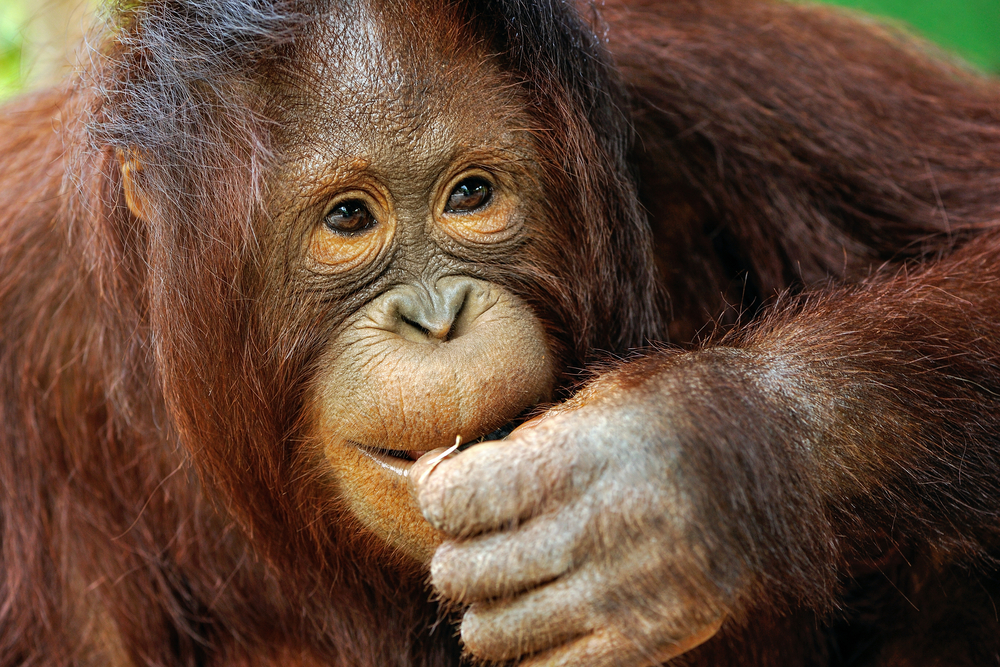 Orangutan, from Shutterstock