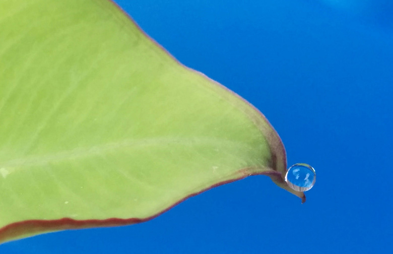 At the tip of some leaves, you can see a structures called a drip tip that also helps move water away from the leaf.