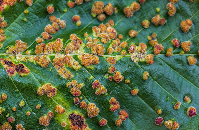 Fungus on plant leaves, from Shutterstock.