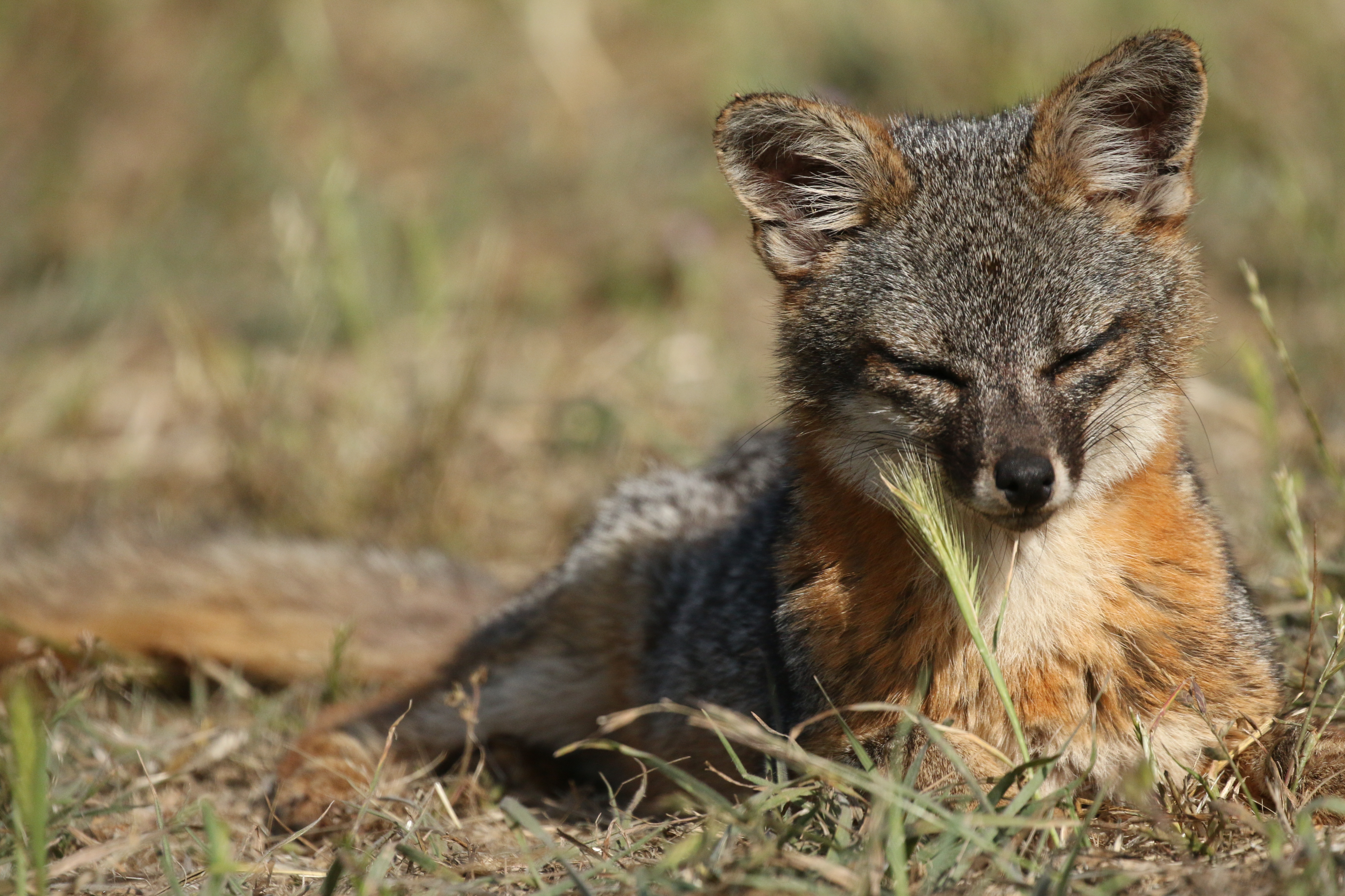 A Santa Cruz island fox. Credit: The Nature Conservancy