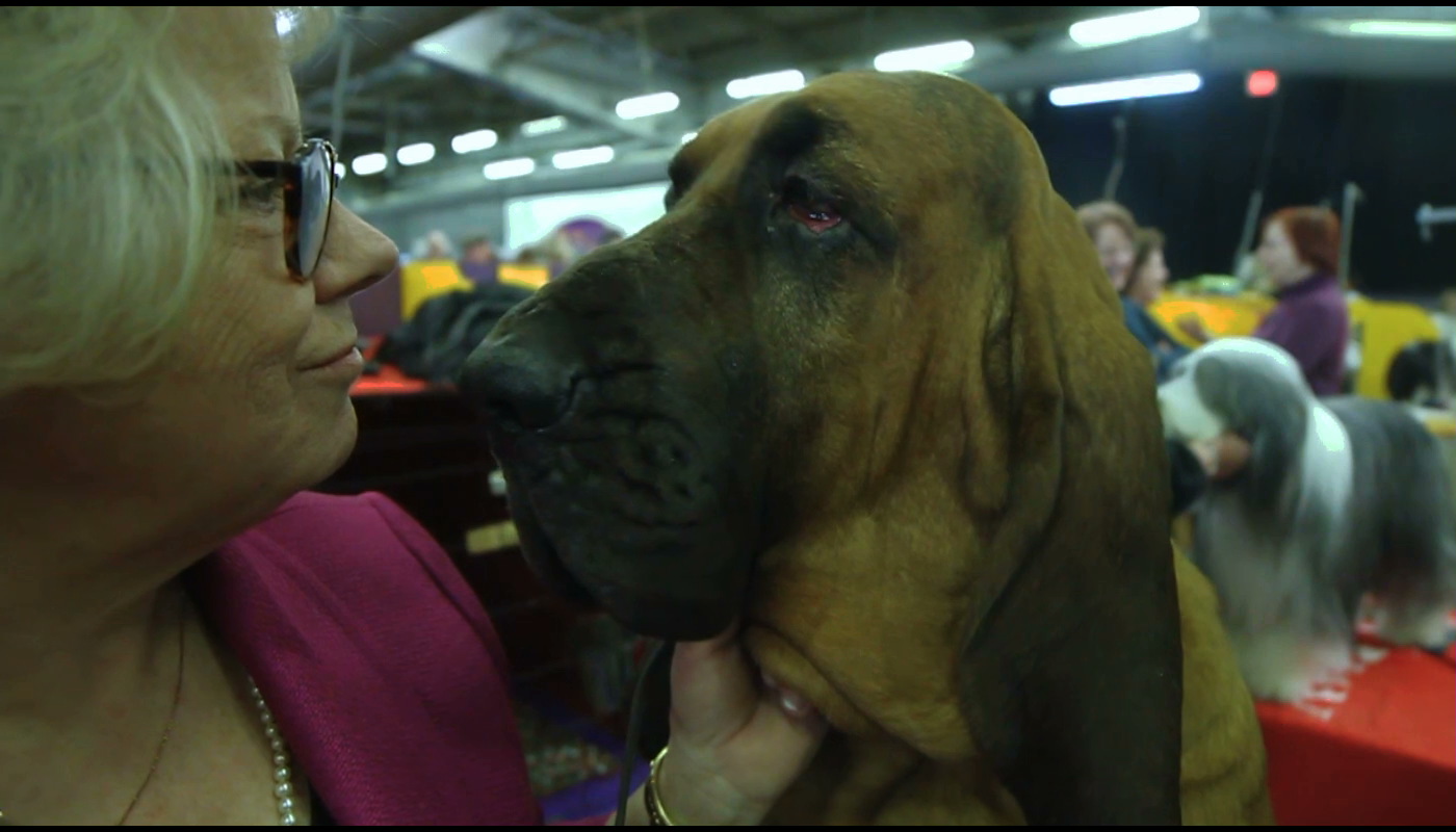 science of dogs the science of dogs science friday science of dogs the science of dogs science friday