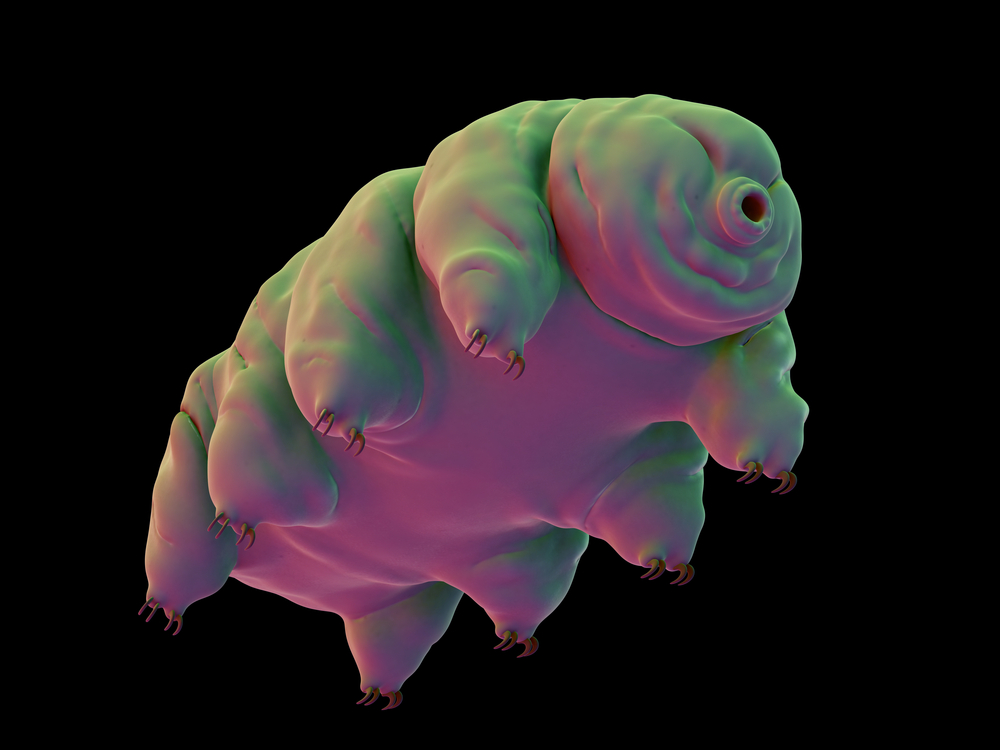 A tardigrade (informally known as a waterbear), via Shutterstock
