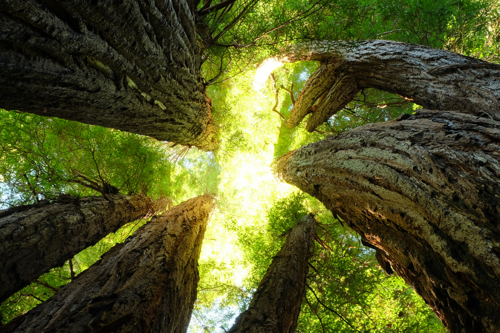Giant redwoods in California, via Shutterstock