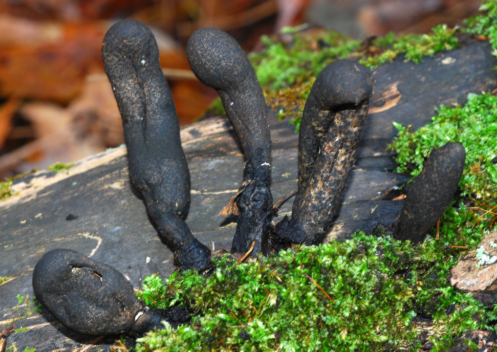 Don't Be Scared of These 'Dead Man's Fingers'