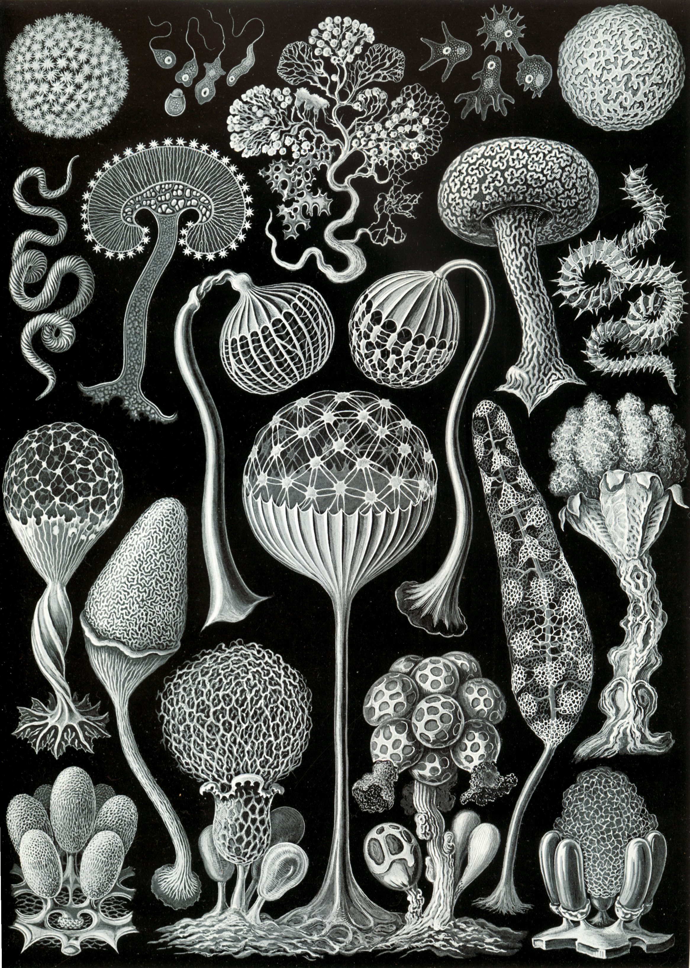 Slide molds. Credit: Ernst Haeckel [Public domain], via Wikimedia Commons