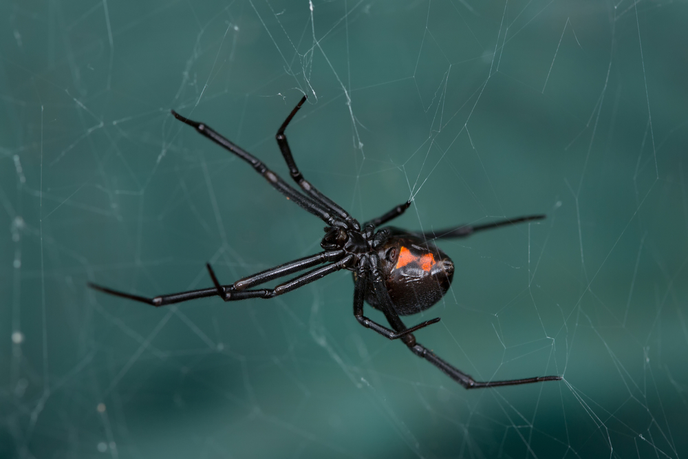 A black widow spider, from Shutterstock