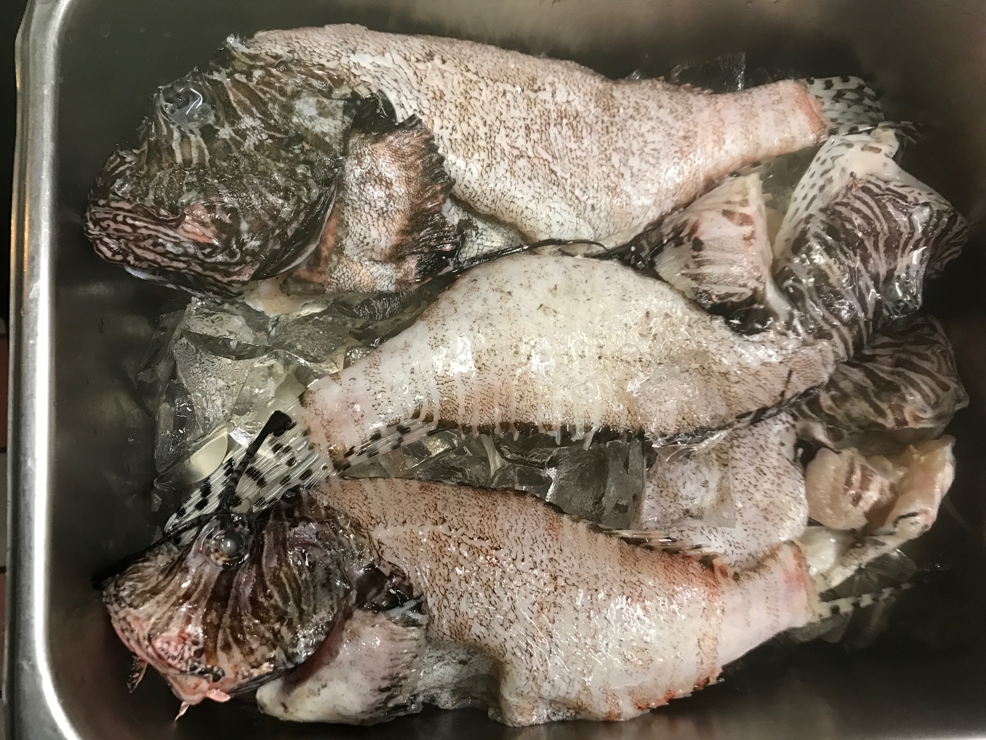 A bucket of lionfish. Credit: Katie Hiler