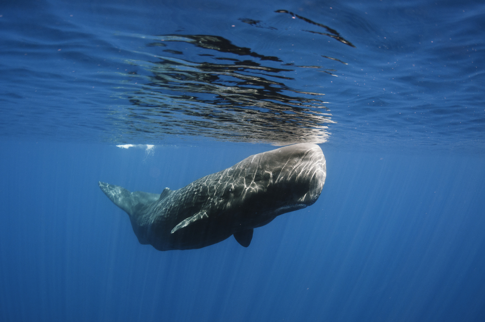 A sperm whale. Credit: Shutterstock