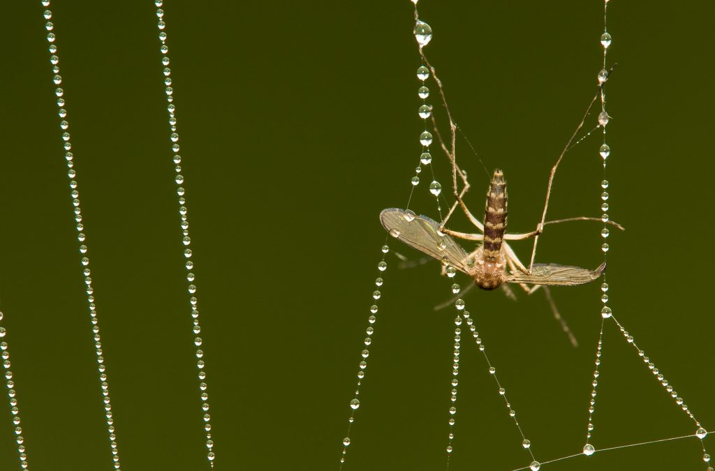 Mosquito in spider web. Shutterstock