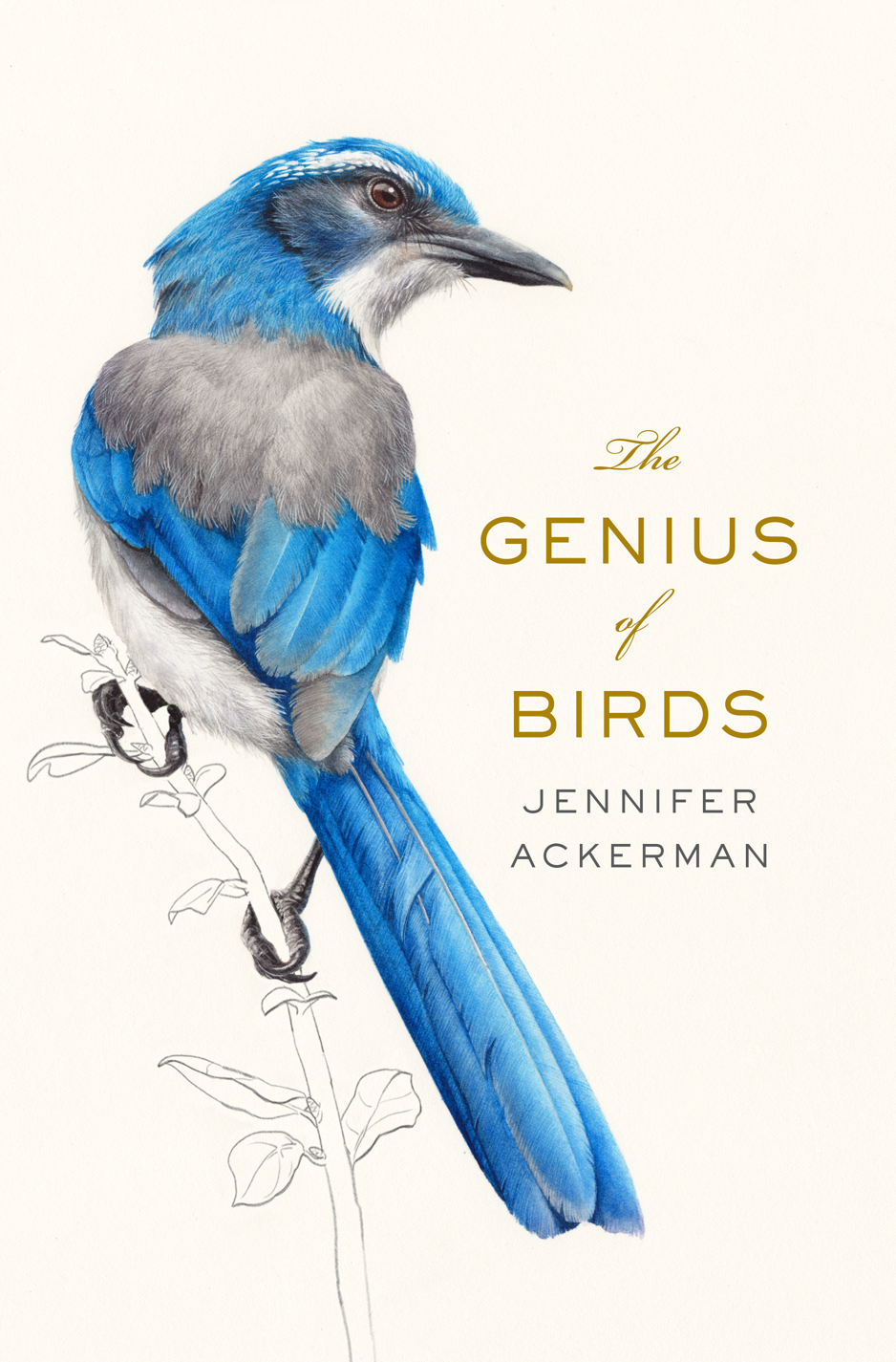 genius-of-birds-cover