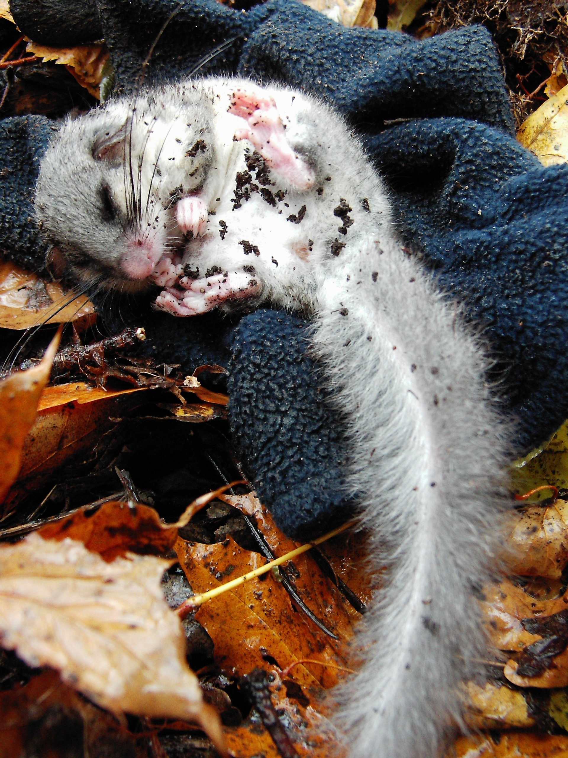 An Edible Dormouse. Credit: Krzysztof Dreszer (Own work) [GFDL or CC BY-SA 4.0-3.0-2.5-2.0-1.0], via Wikimedia Commons