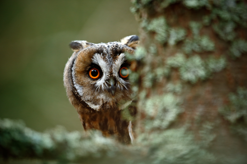 A long-eared owl, via Shutterstock