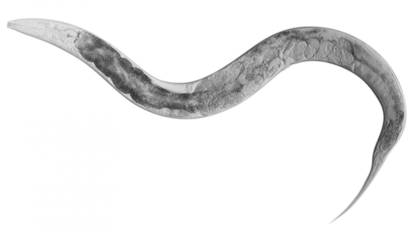 Salk scientists have found that, in the roundworm, neurological changes mark a transition from ambivalent adolescent to capable adult. Credit: Salk Institute