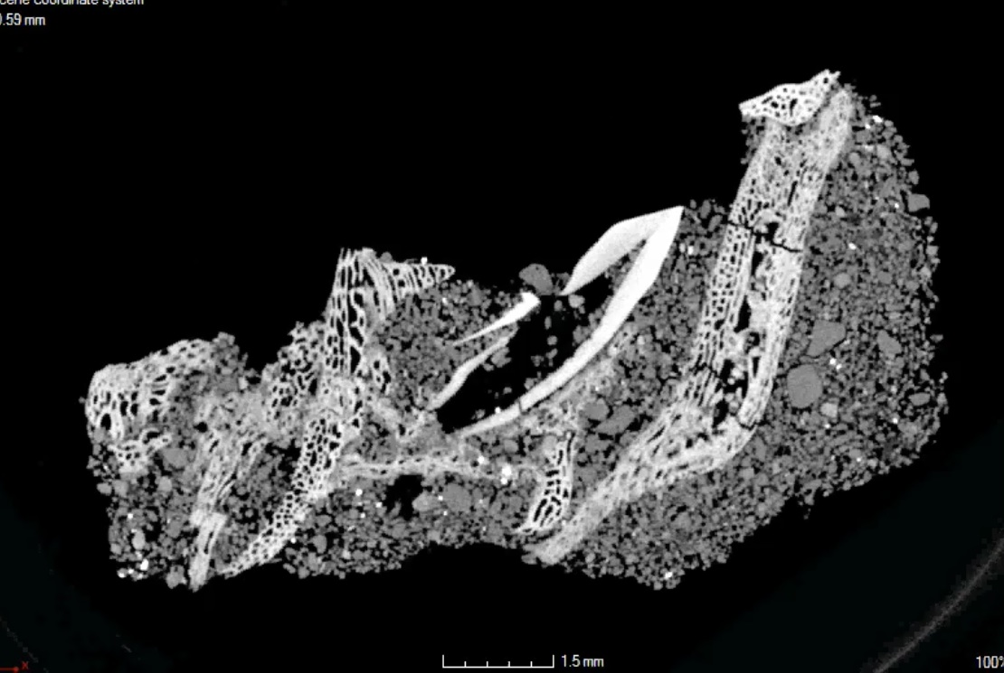 CT of protoceratops embryo jaw showing developing teeth. Courtesy of American Museum of Natural History