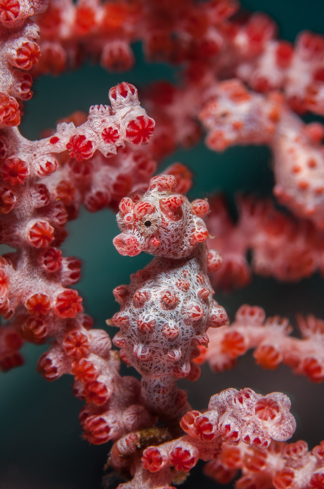 Bargibant's pygmy seahorses are perfectly camouflaged to match the gorgonian sea fans they live on. Photograph by Richard Smith – OceanRealmImages.com