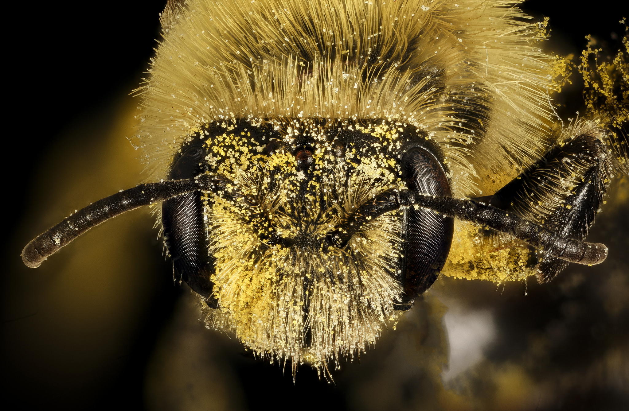 The Secret Smart Life Of Bees Science Friday