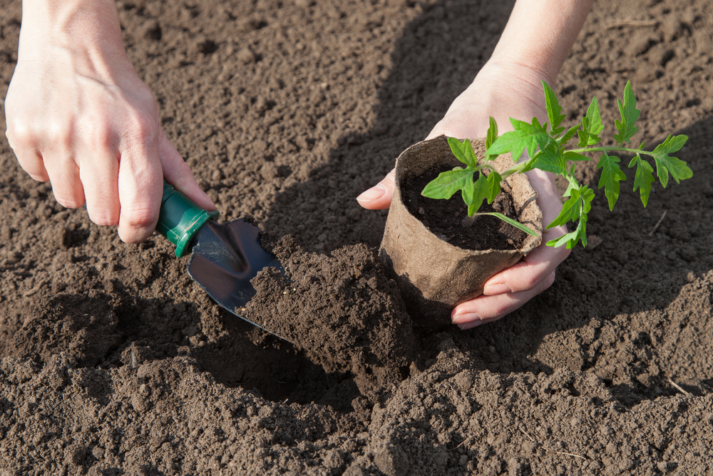 Use Your Senses To Make Sense Of Your Soil - Science Friday
