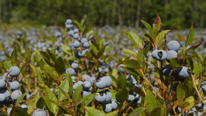 How Climate Change Is Giving Maine’s Wild Blueberries The Blues