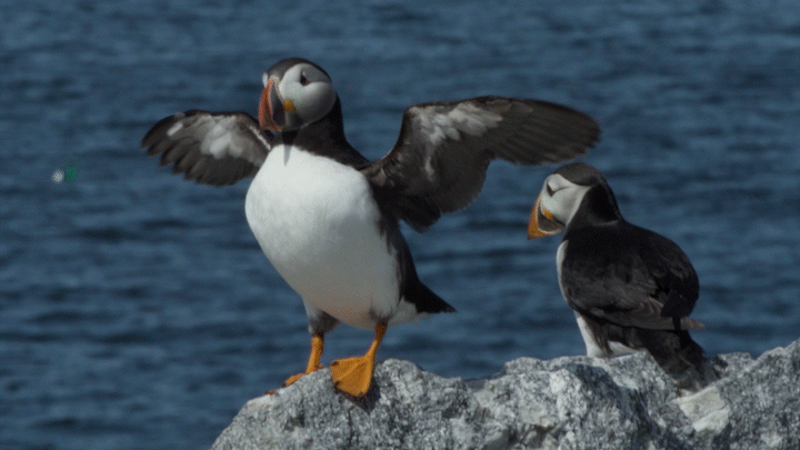 How Puffins On The Gulf Of Maine Act As ‘Sentinels Of Climate Change’