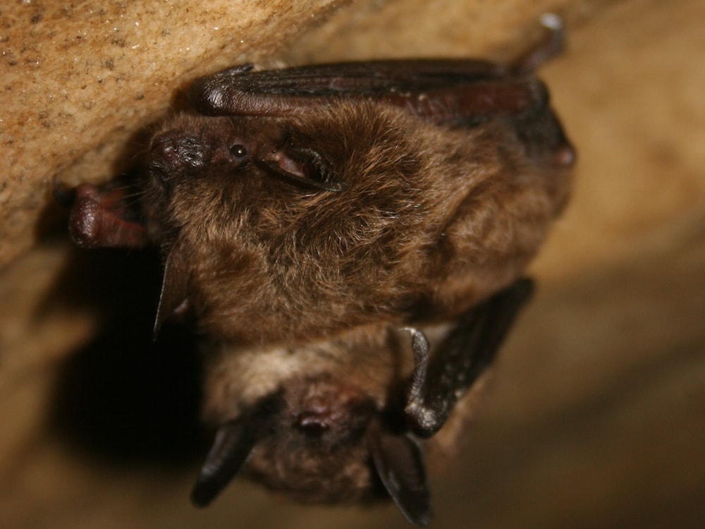 two little brown bats hanging in Mt. Aeolus Cave