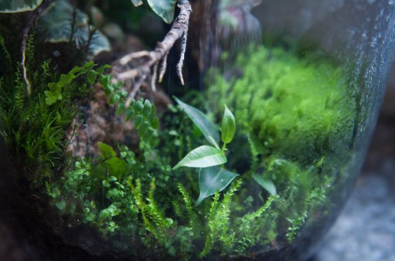 Forest in the jar - green houseplants like ficus with moss and ferns in the tropical ecosystem.