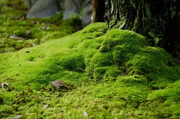 Closeup of a moss in a japanese garden with stones and tree.