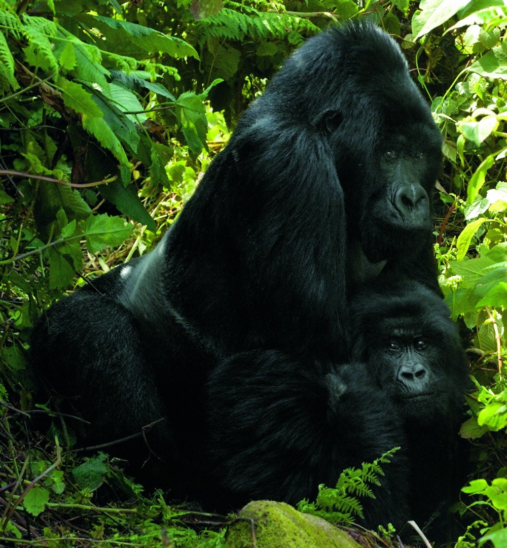Minding the Mountain Gorillas - Science Friday