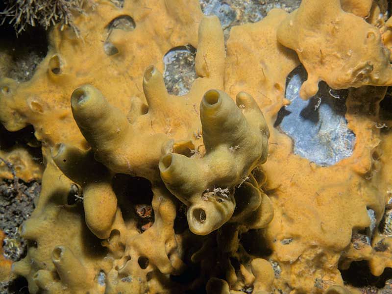 Picture of the Week Sea Sponge