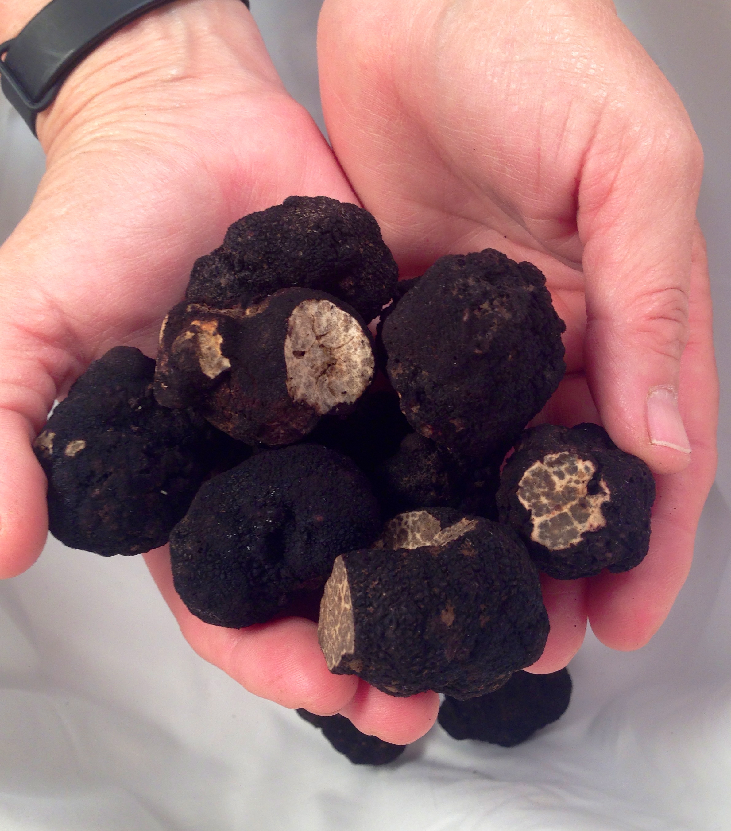 On the Oregon Truffle Scent Science Friday