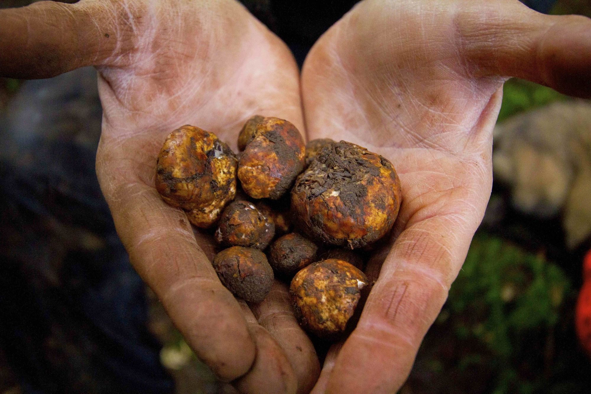 Oregon-winter-white-truffles_opt.jpg