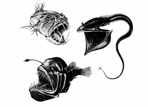 Horns, Claws, and Teeth: The Animal Weapons Arms Race - Science Friday Horns, Claws, and Teeth: The Animal Weapons Arms Race - Science Friday