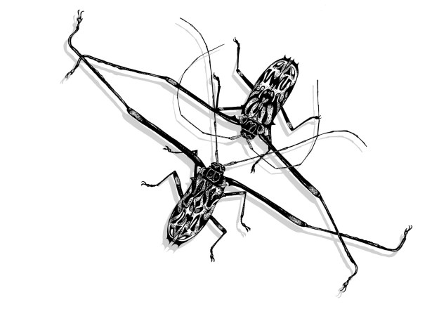 Horns, Claws, and Teeth: The Animal Weapons Arms Race - Science Friday Horns, Claws, and Teeth: The Animal Weapons Arms Race - Science Friday