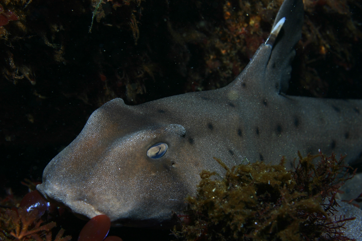 Twist Your Mind Around A Shark Egg Case