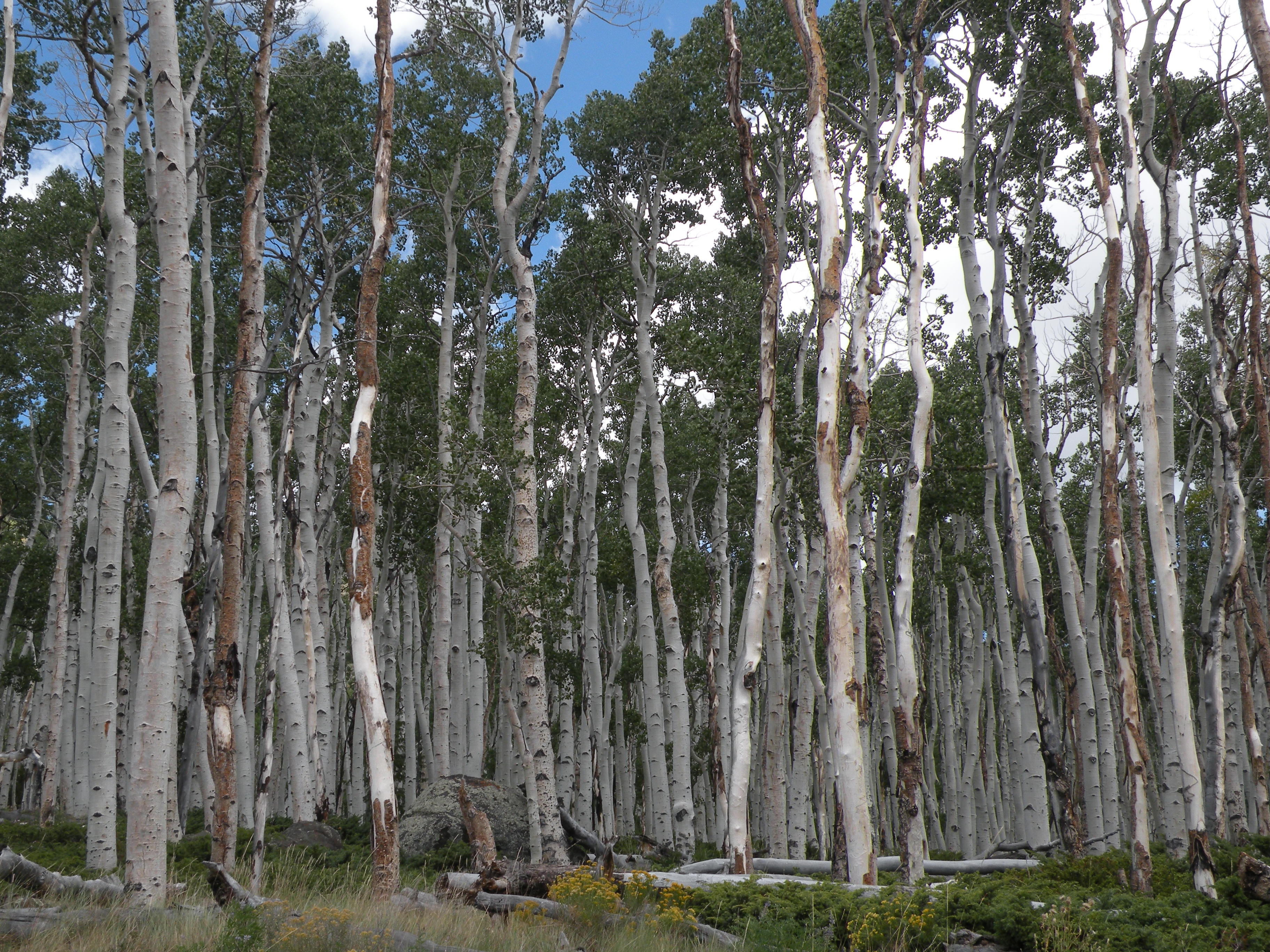 Pando in the summer. Photo by Paul C. Rogers, Western Aspen Alliance