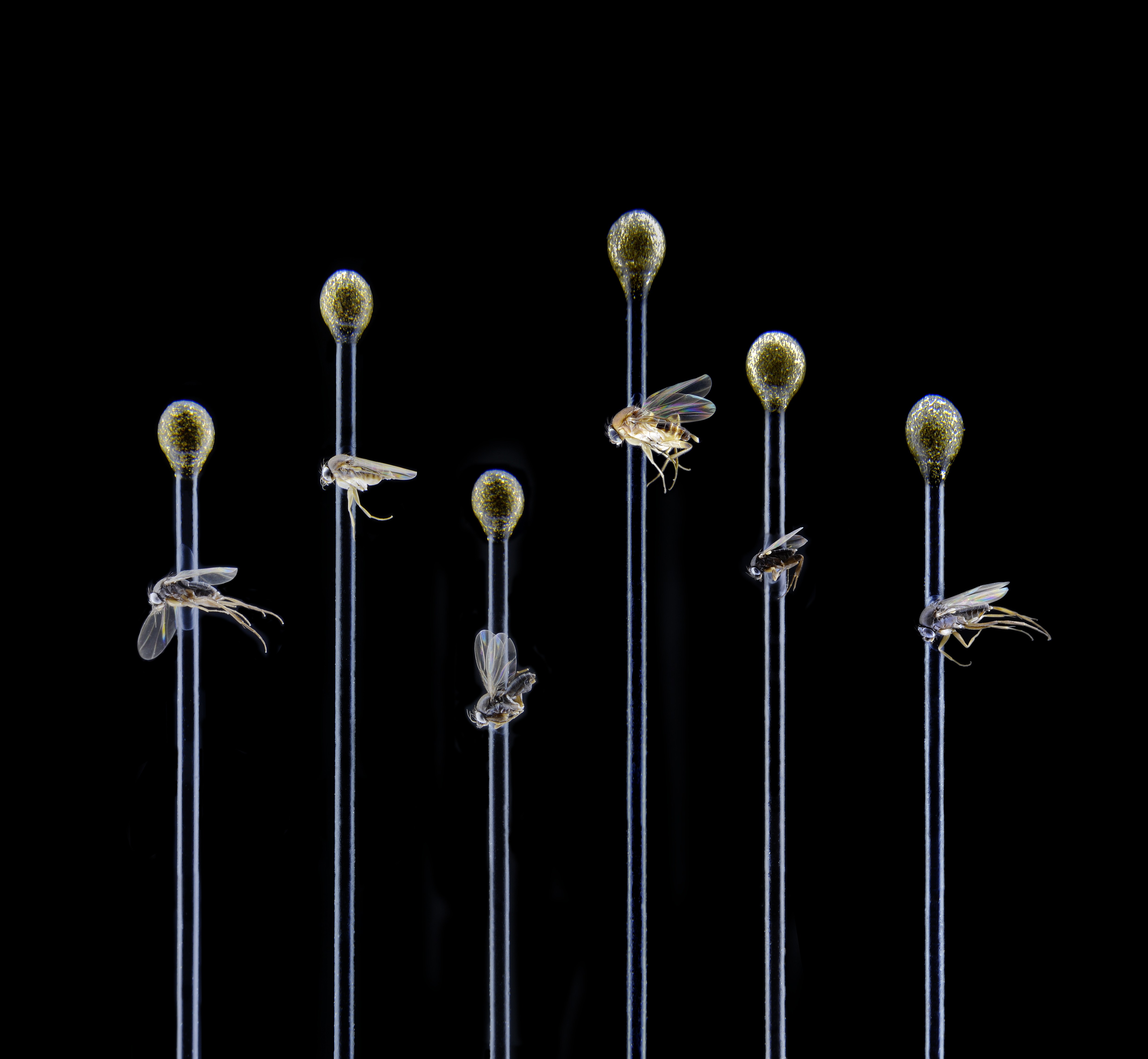 What Insects Scuttle Thirty New Species of Scuttle Fly Found in L.A.