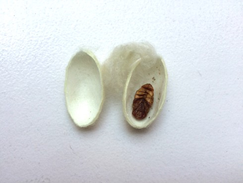 Dissect a silk worm cocoon to study metamorphosis