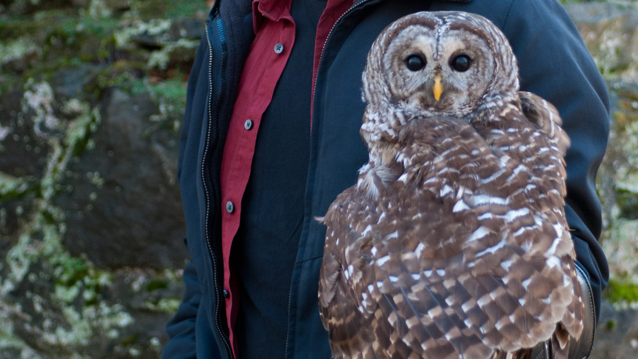 How Owls Turn Heads Science Friday