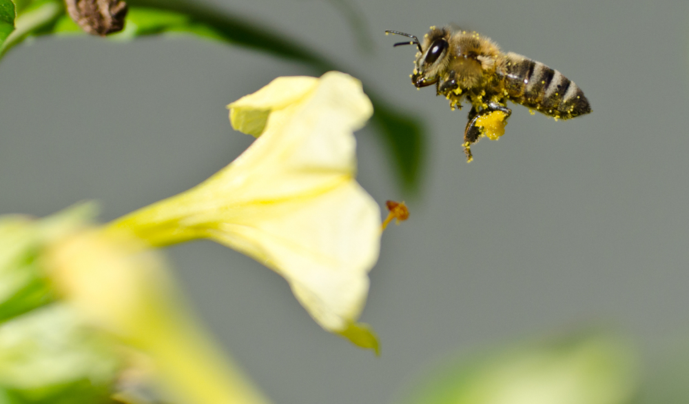 Bees Emerging After a Hard Winter Science Friday