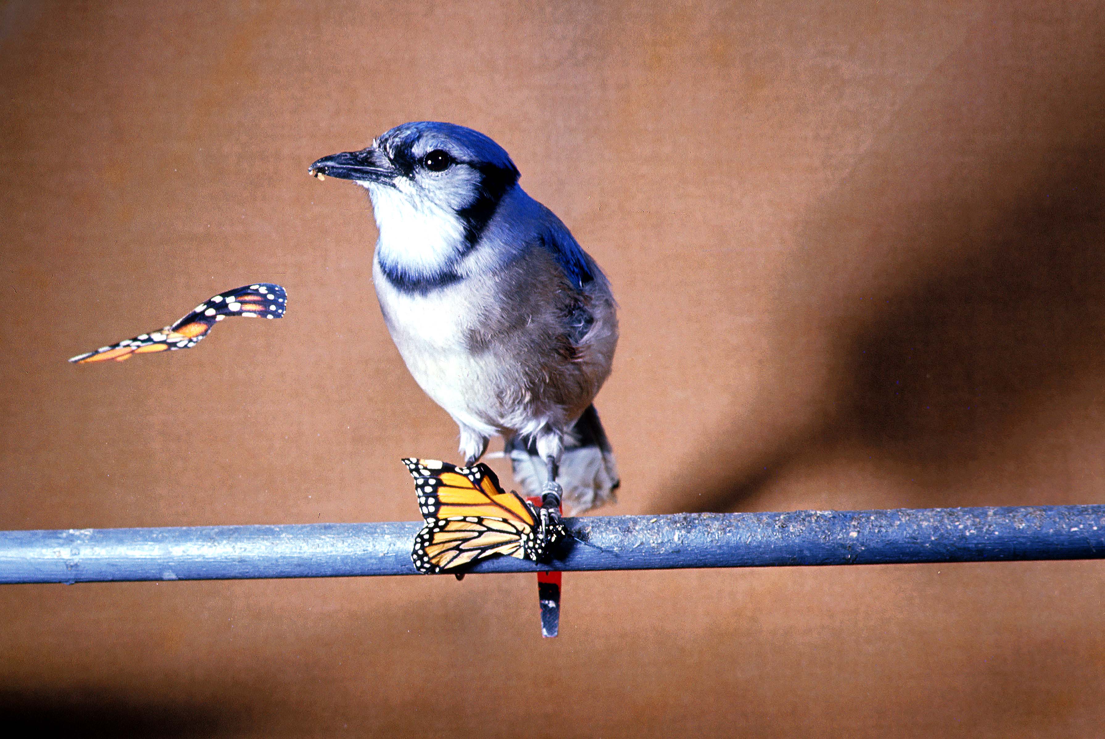 What Do Blue Jays Eat 9