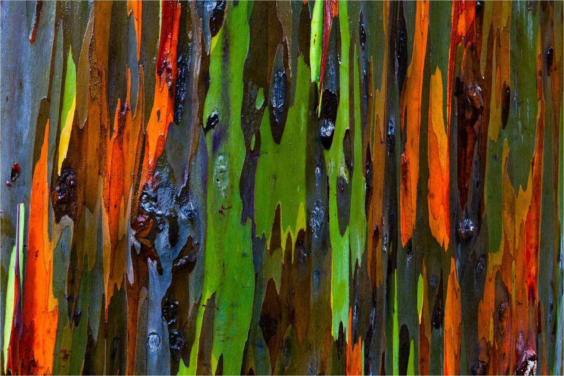 The Rainbow Eucalyptus Tree: A Natural Work of Art 